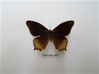 藏品(大幽眼蝶)的圖片